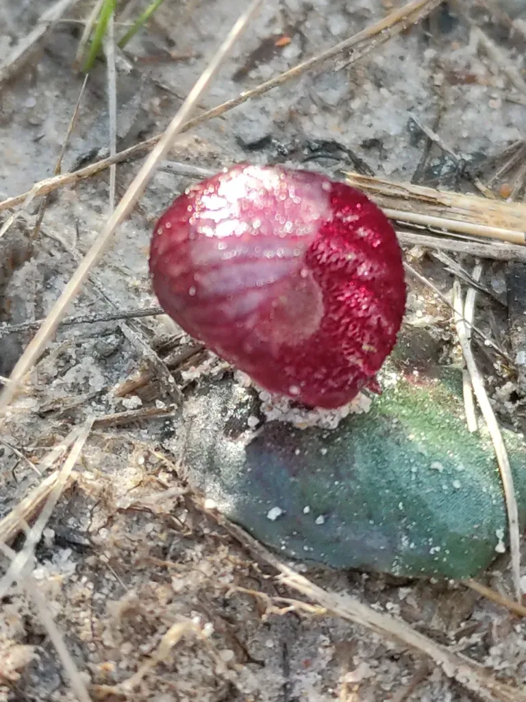 Corybas Undulatus