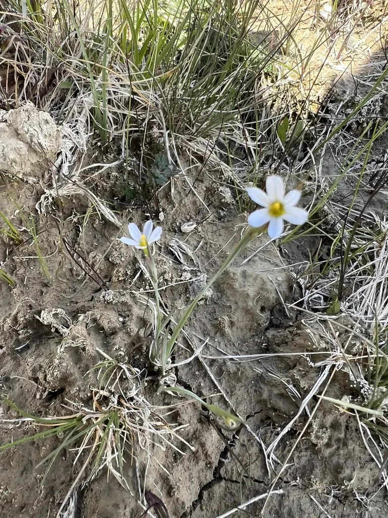 Sisyrinchium Pallidum