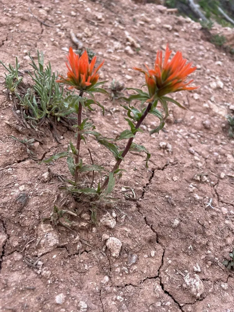 Applegate's Indian Paintbrush