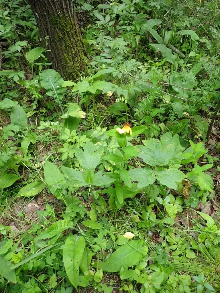 Great St. John's-wort