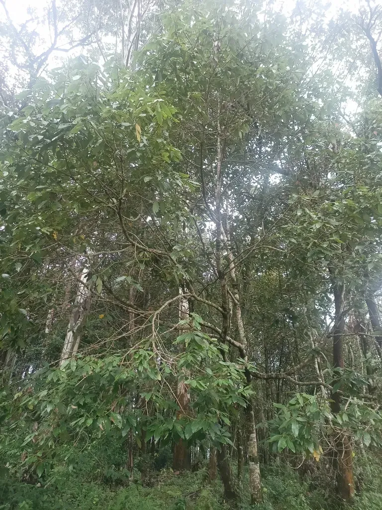 Actinodaphne Malabarica