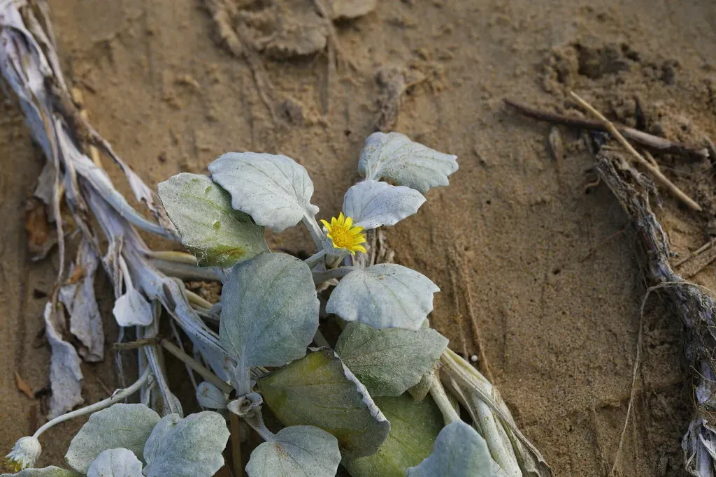 Beach Daisy