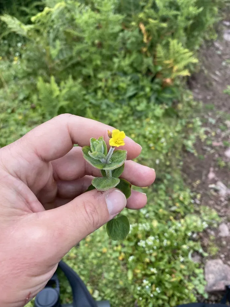 Marsh St John's-wort