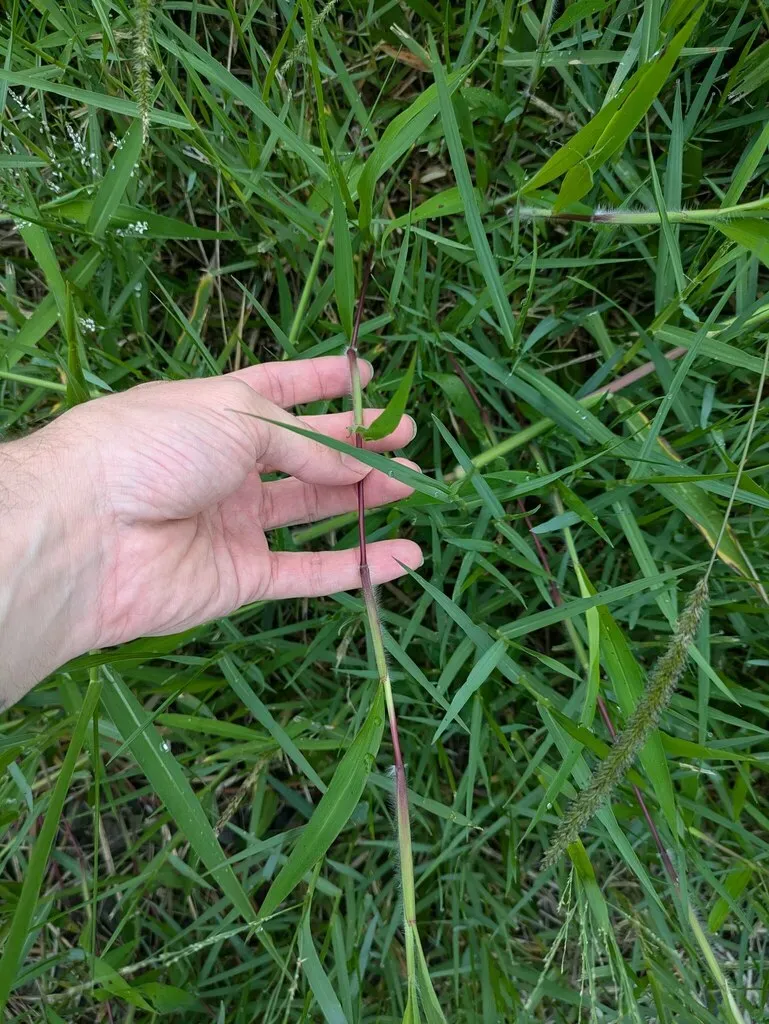 Ischaemum Polystachyum