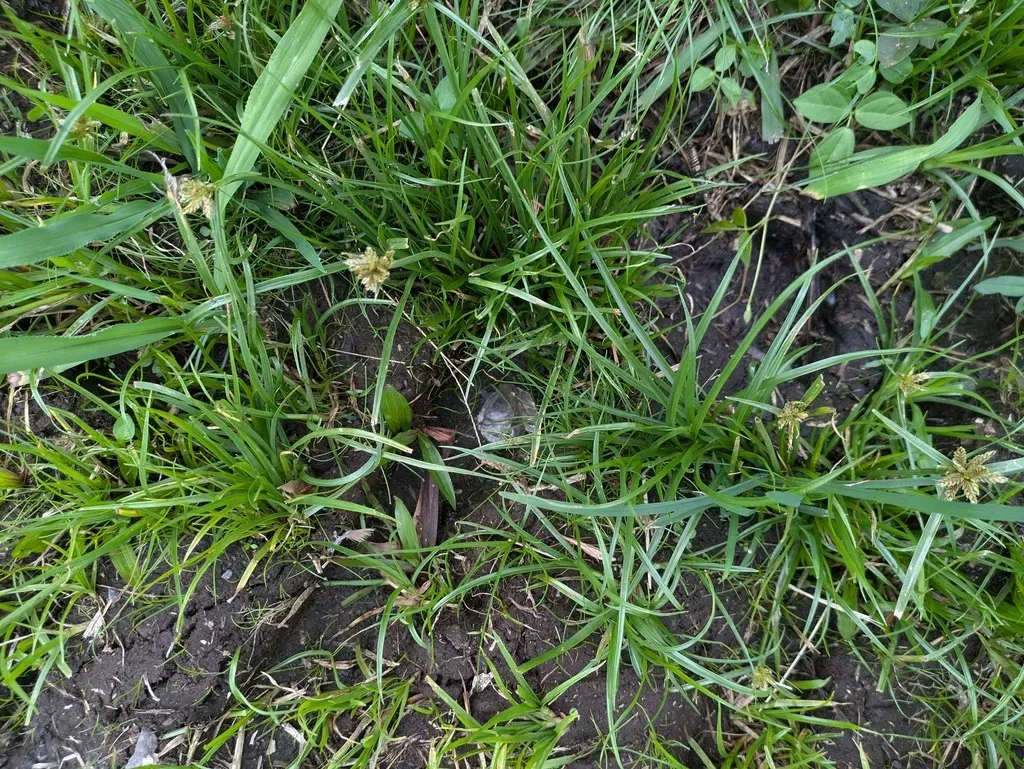 Purpleglume Flatsedge