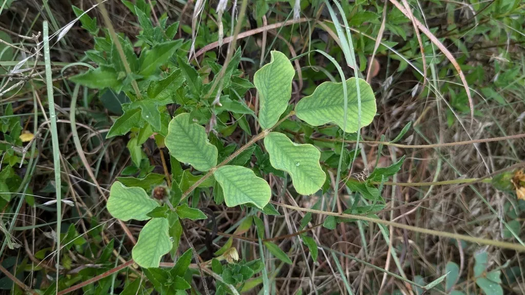 Edwards Plateau Hoarypea
