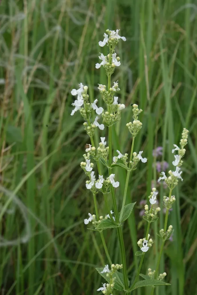 Naked Catmint