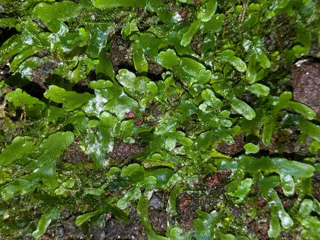 Wiesnerella Denudata