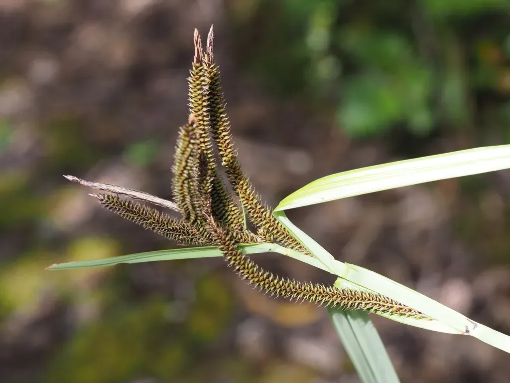Hawai'i Sedge