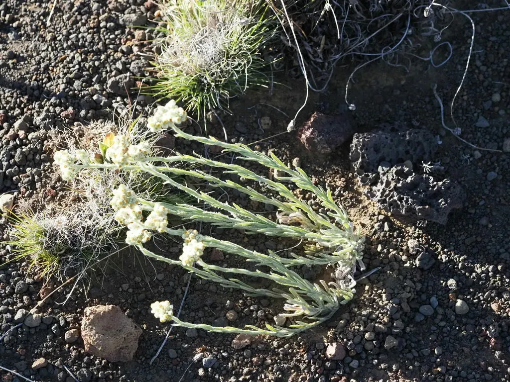 Ena'ena