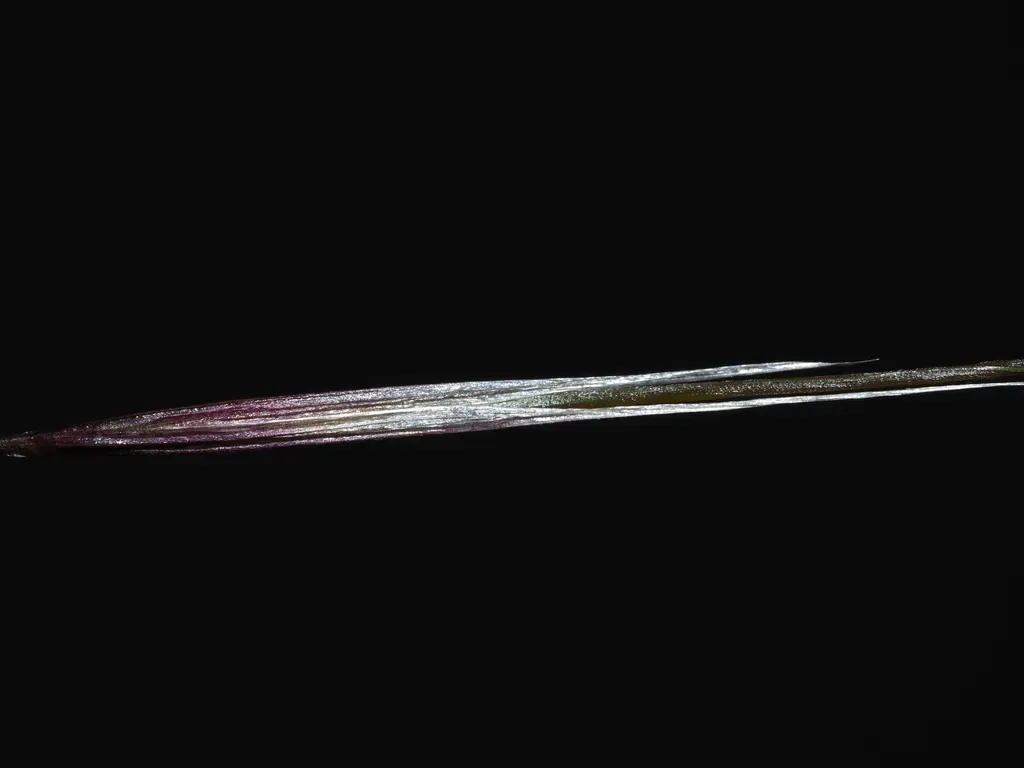 Nodding Needle Grass