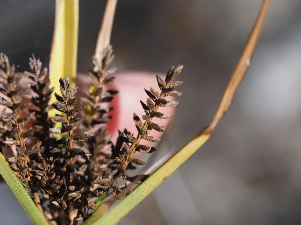 Hillebrand's Flatsedge