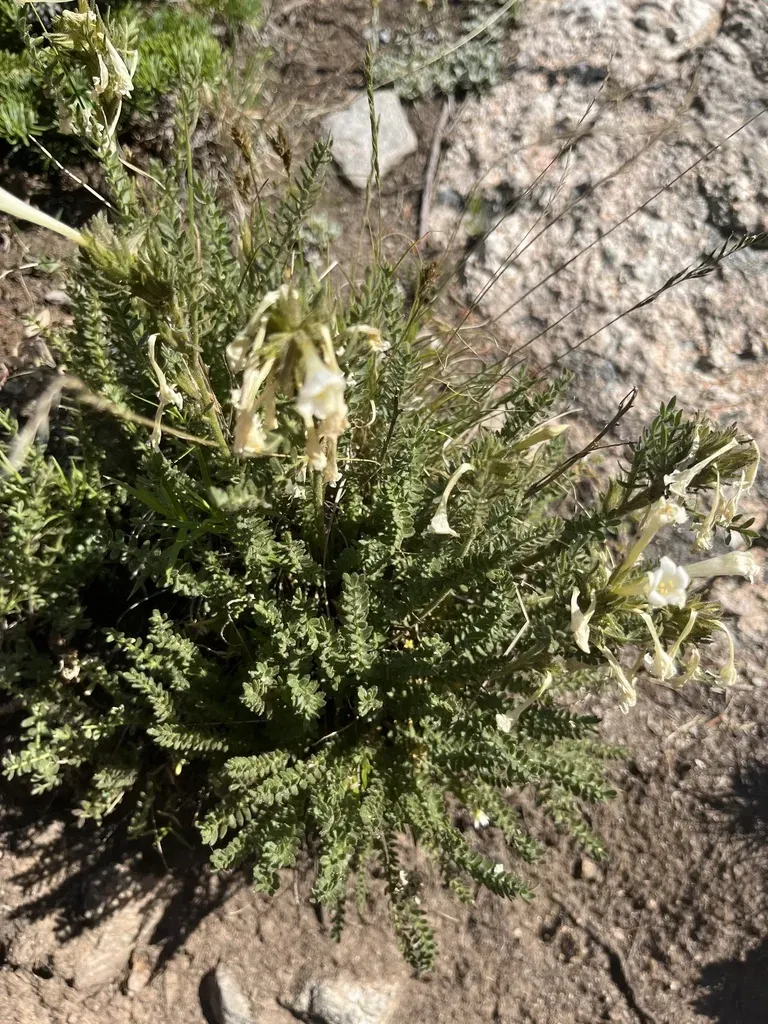 Brandegee's Jacob's-ladder