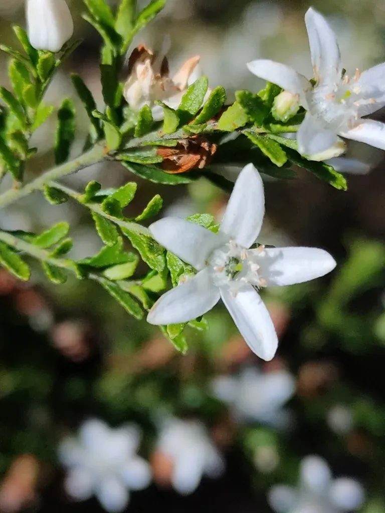 Philotheca Difformis