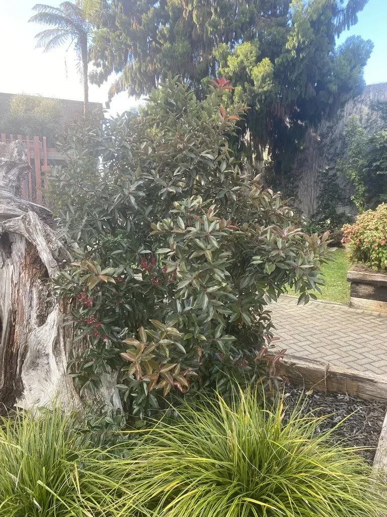 Metrosideros Vitiensis