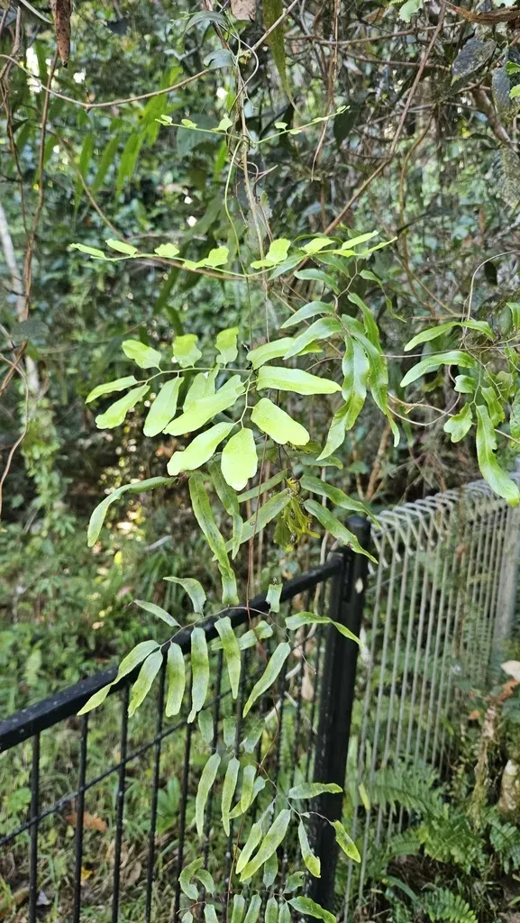 Lygodium Reticulatum