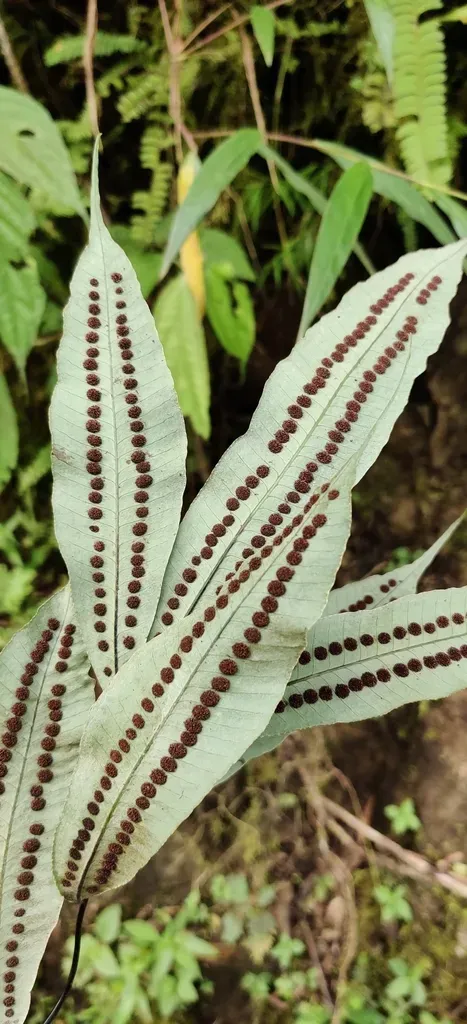 Selliguea Albidosquamata