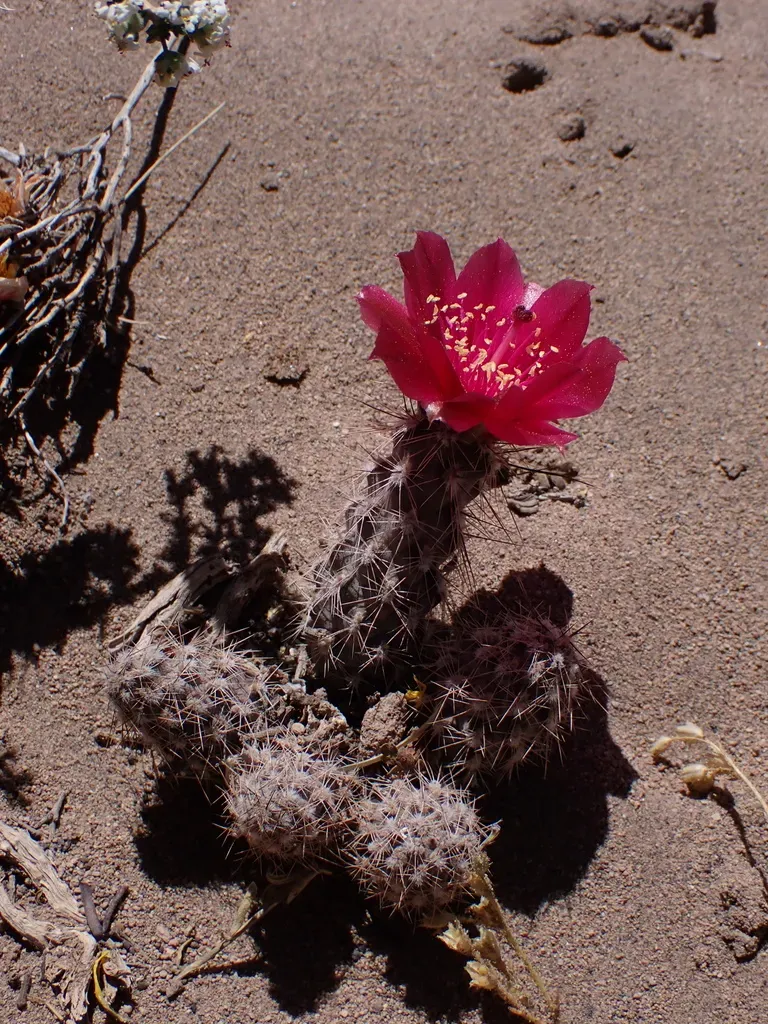 Pterocactus Fischeri