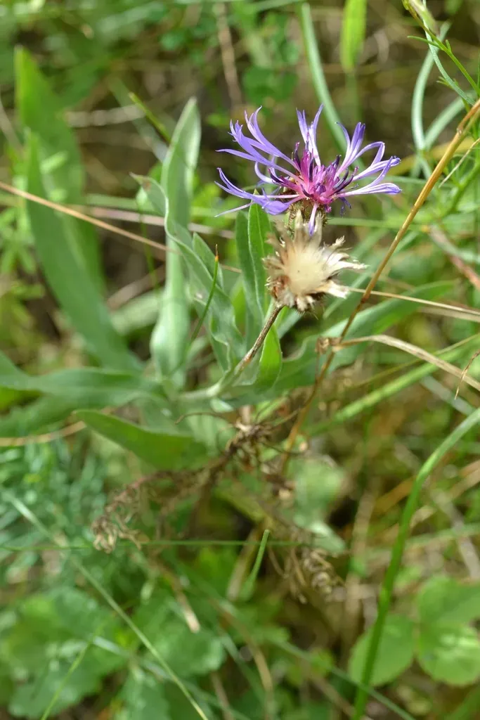 Squarrose Knapweed