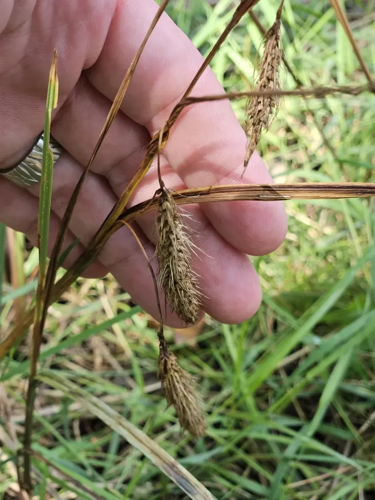 Chaffy Sedge