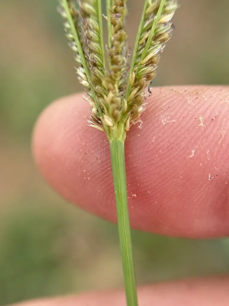 Cape Windmill Grass