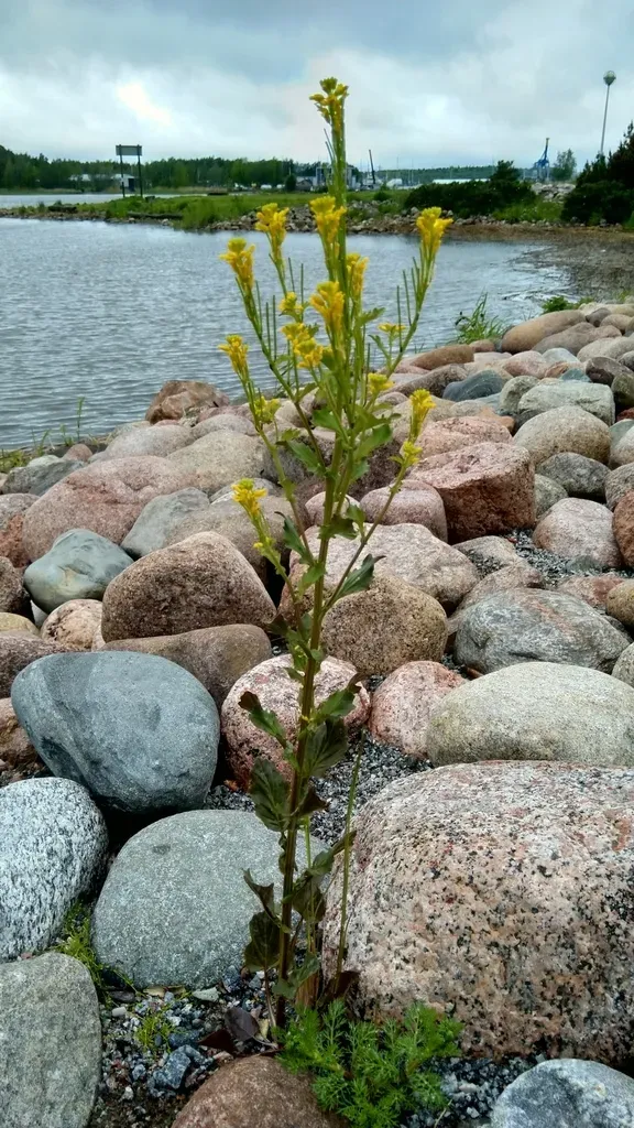 Upright Yellow-rocket