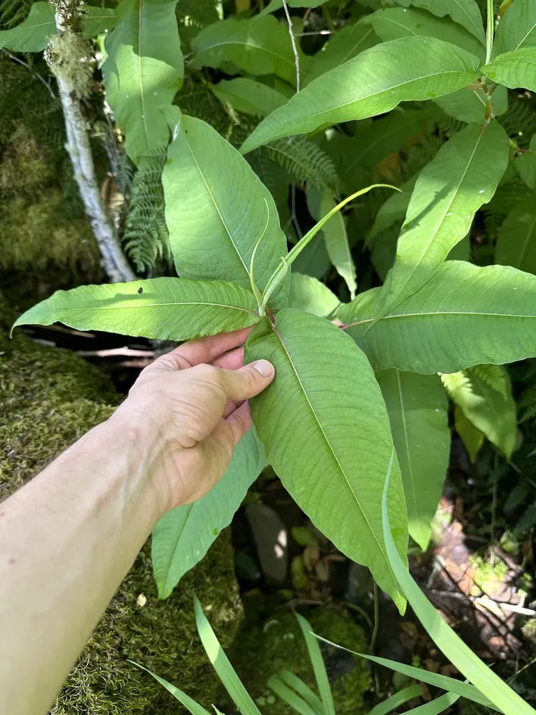 Himalayan Knotweed