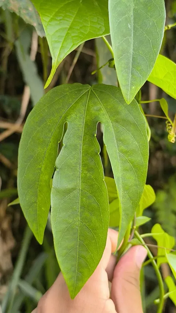 Passiflora Trisulca