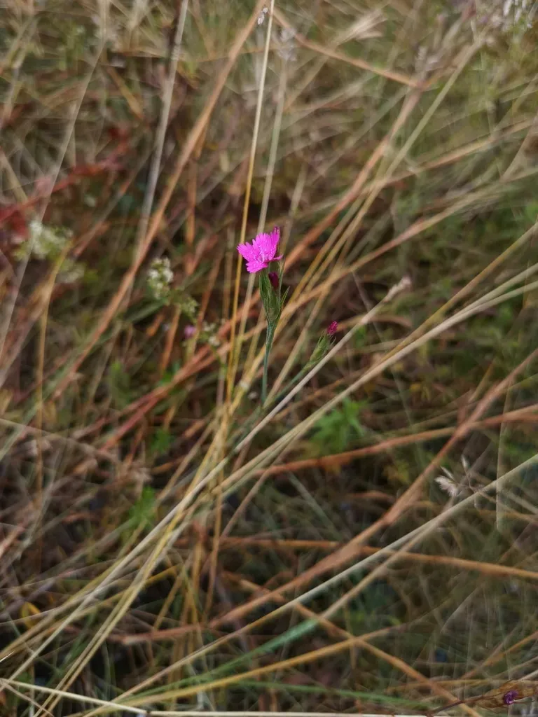 Dianthus × Hellwigii