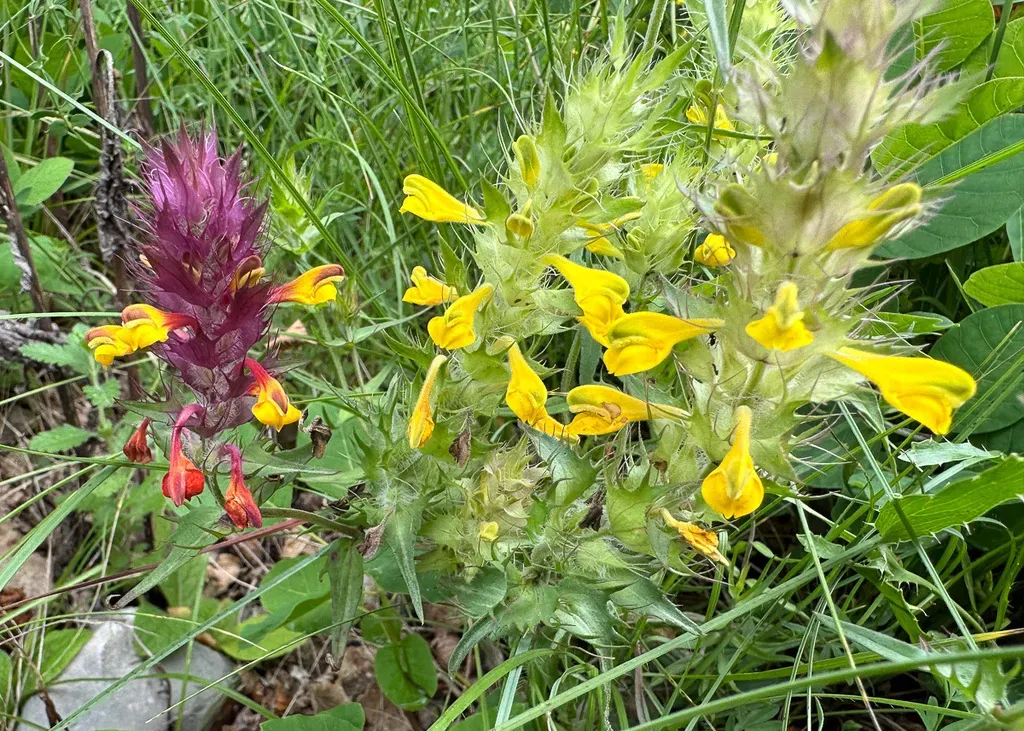 Melampyrum Carstiense