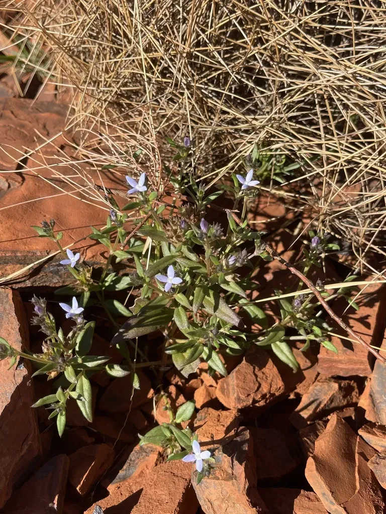 Dolichocarpa Crouchiana