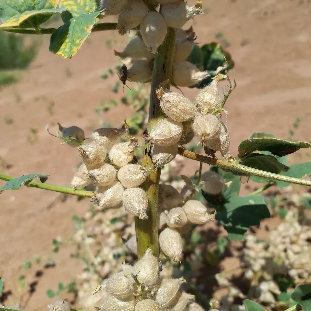 Astragalus Sphaerophysa