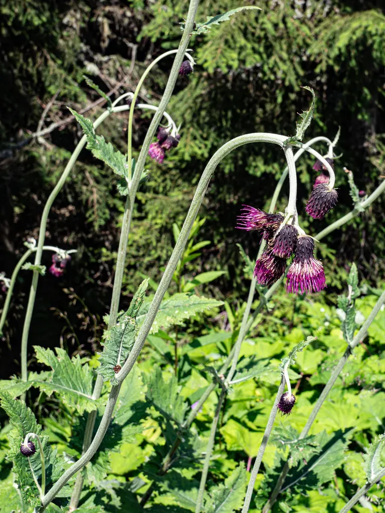 Waldstein's Thistle