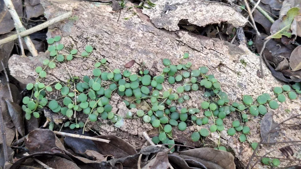 Peperomia Circinnata