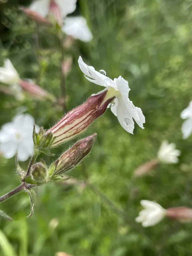 White Campion