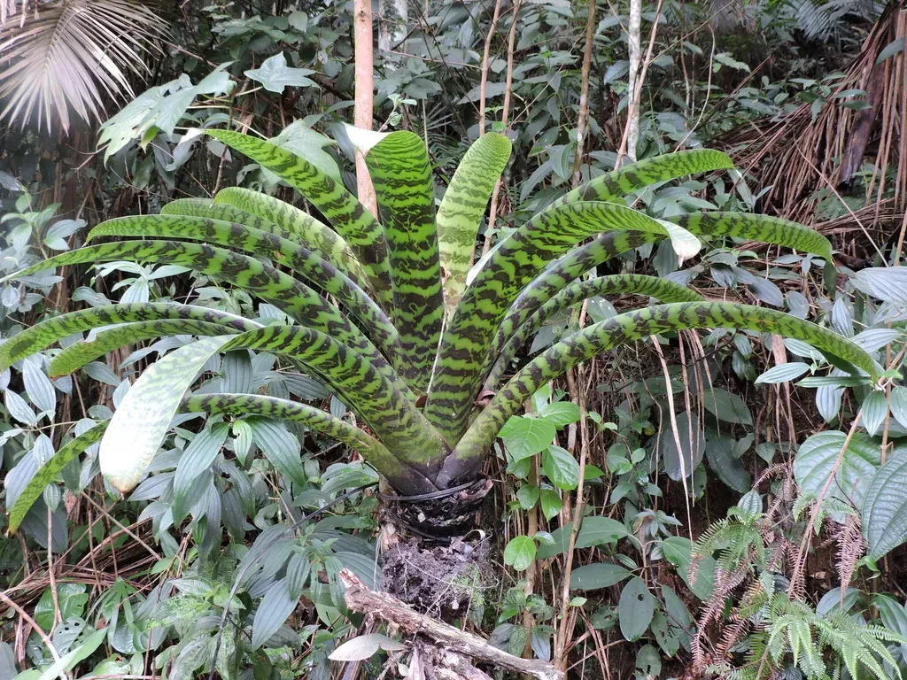 Vriesea Hieroglyphica