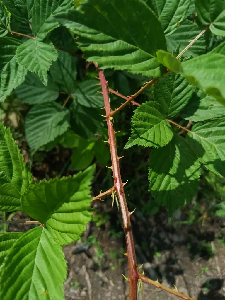 Rubus Plicatus