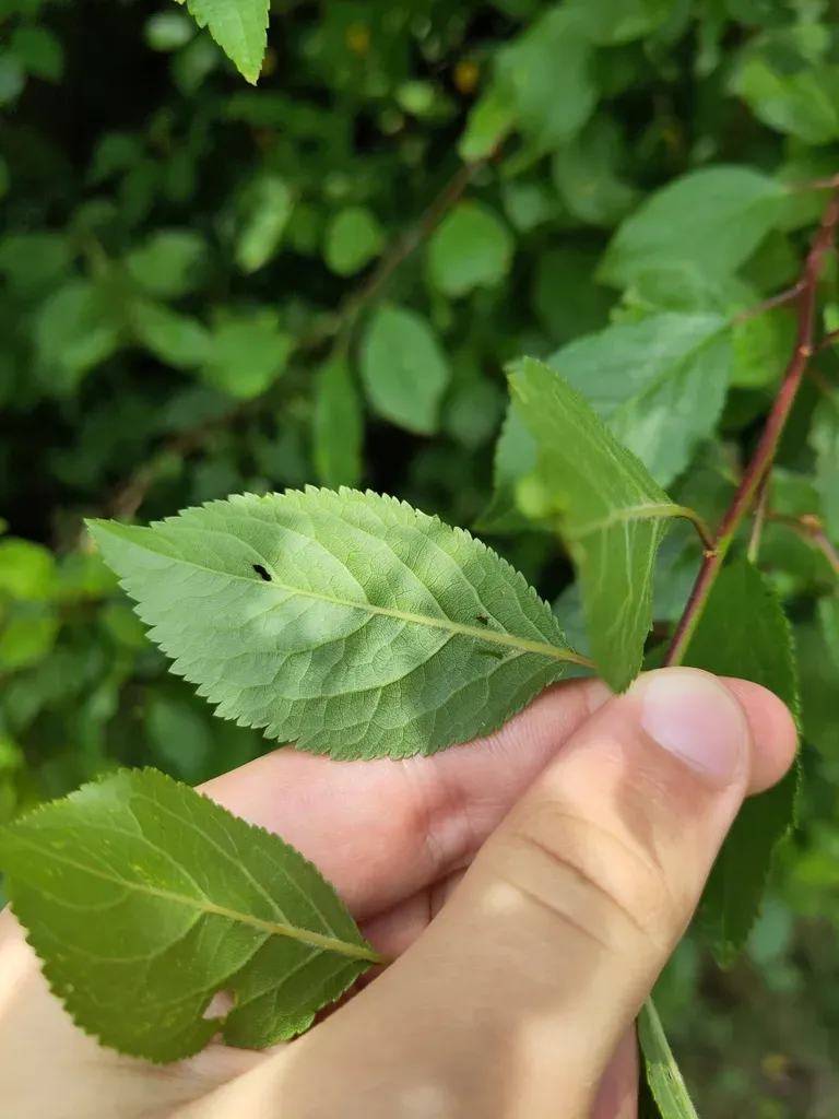 Prunus × Syriaca