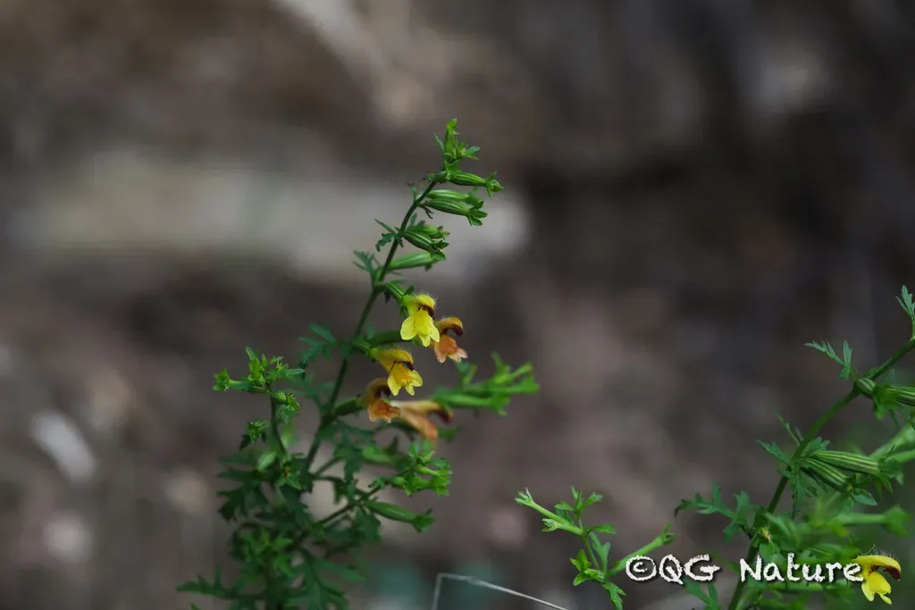 Siphonostegia Chinensis