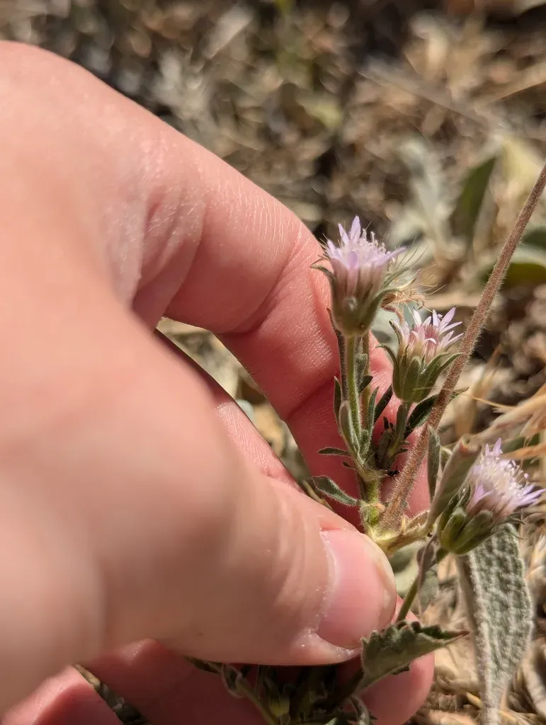 Pincushion Flower