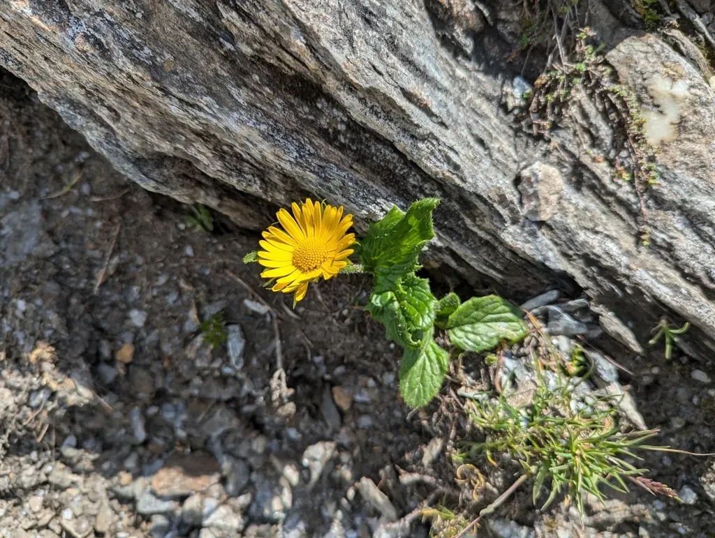 Doronicum Glaciale