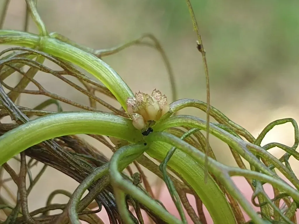 Soft Hornwort