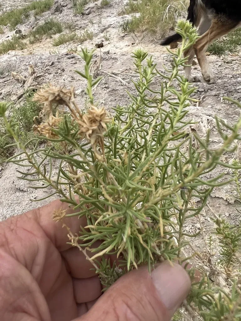 White-flowered Rabbitbrush