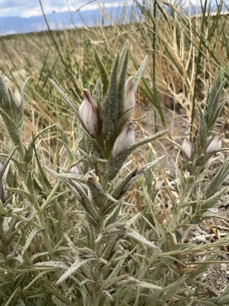 Tecopa Salty Bird's-beak