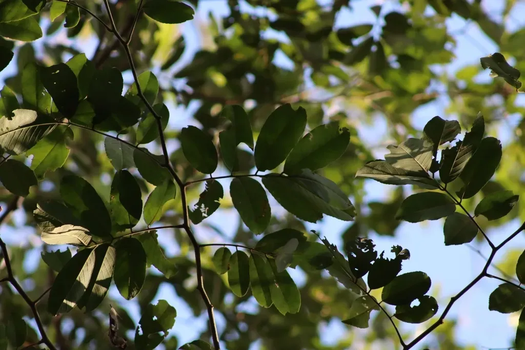 Lonchocarpus Pluvialis