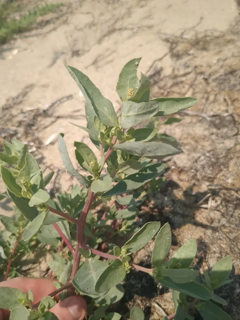 Crested Saltbush