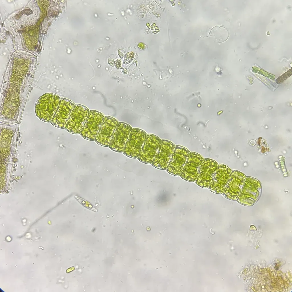 Hyalotheca Dissiliens