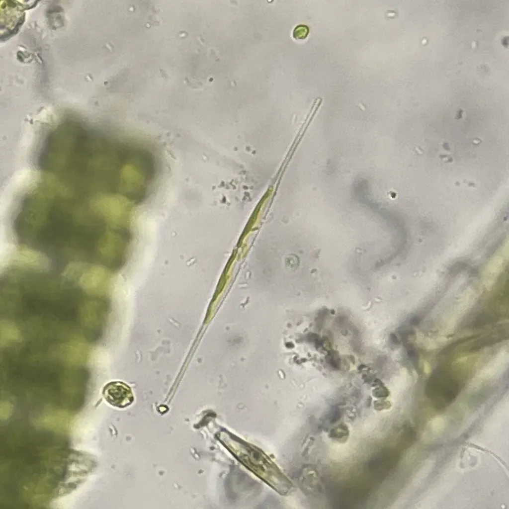 Closterium Kuetzingii