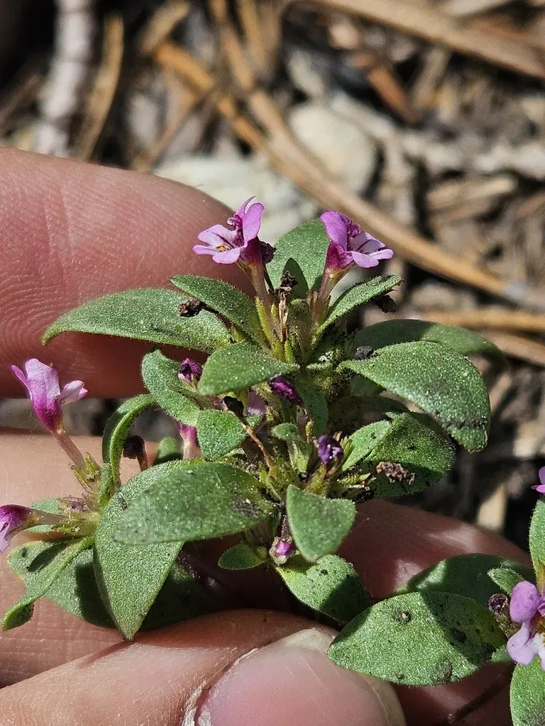 Jepson's Monkeyflower
