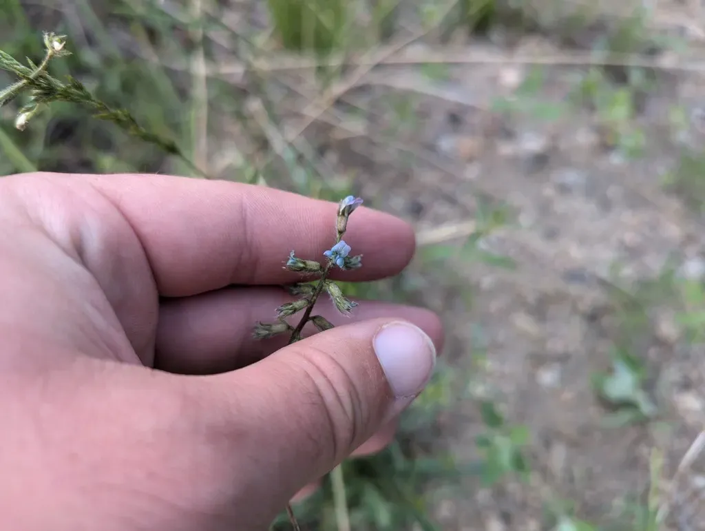 Pendent-pod Locoweed